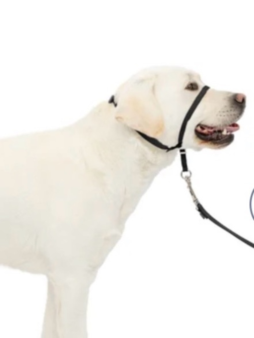 Gentle Leader Dog Head Collar